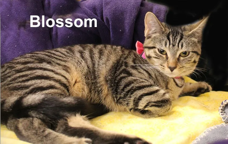 Blossom Daria thumbnail 2