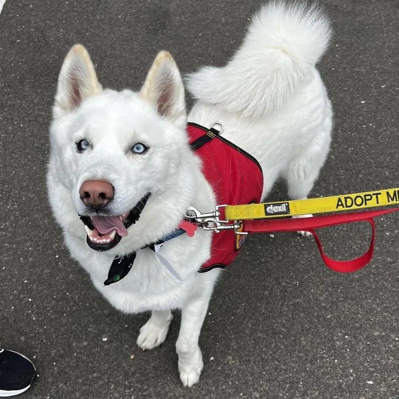 A young large-sized male Siberian Husky dog named Wilson for adoption in Armonk, NY