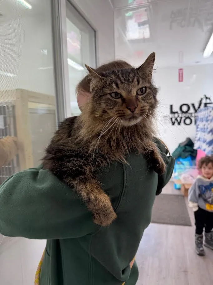 An adult large-sized male Domestic Long Hair cat named Perry The Platypus for adoption in Glenfield, NY