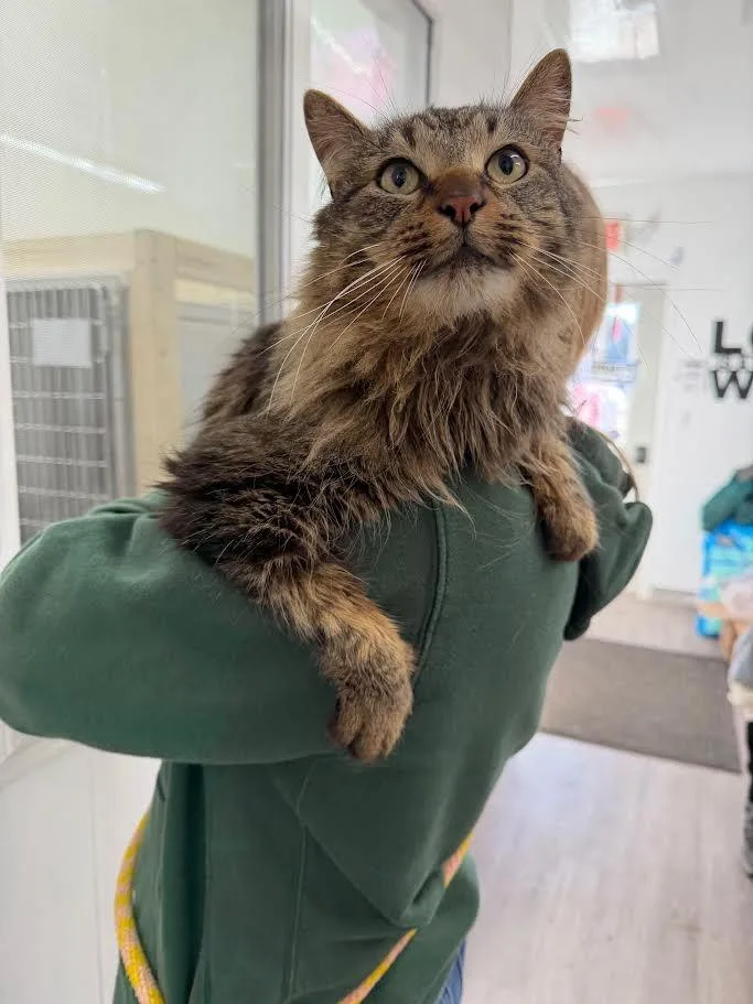 Perry The Platypus thumbnail 3