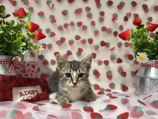 A baby small-sized male Domestic Short Hair cat named Biscotti for adoption in Fairfield, CA
