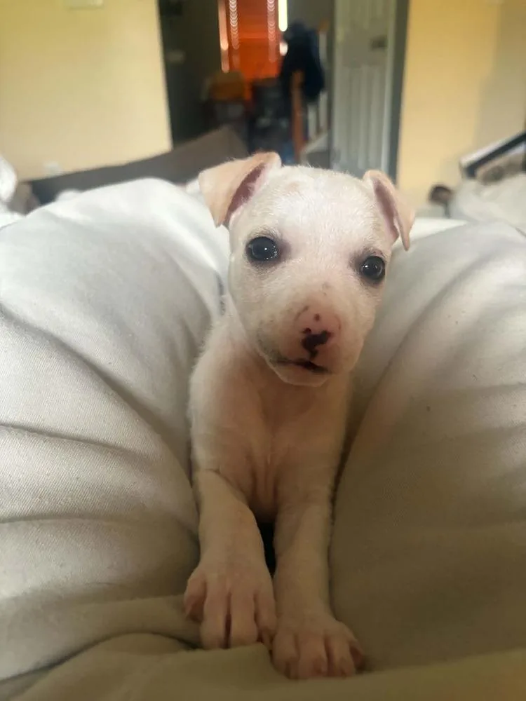 A baby medium-sized female White / Cream Jack Russell Terrier dog named Delaware : Odessa for adoption in Aurora, IN