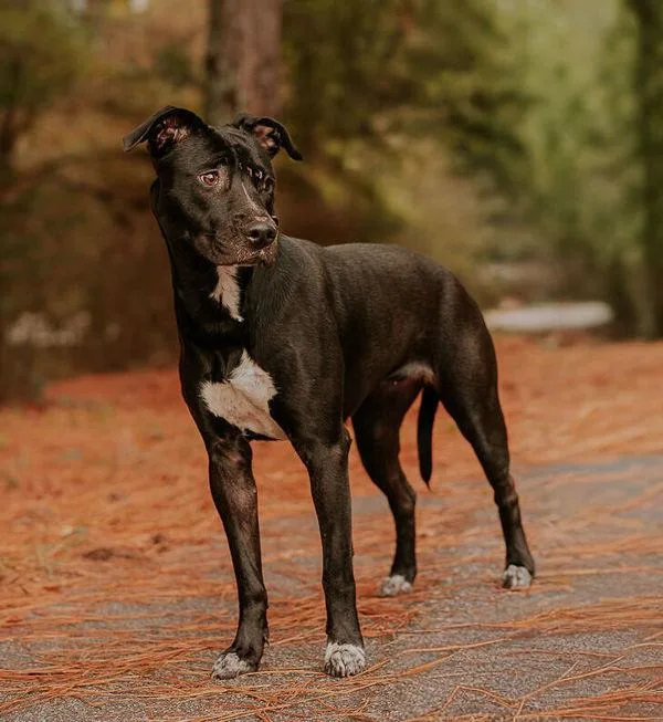 An adult medium-sized female Pit Bull Terrier dog named Lori for adoption in Dallas, GA
