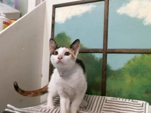 A baby small-sized female Domestic Short Hair cat named Ellie for adoption in Houston, TX