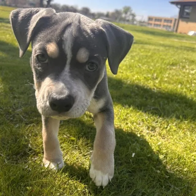 A young medium-sized female Pit Bull Terrier dog named Advocate for adoption in Racine, WI