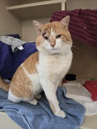 Sir Loin thumbnail 2