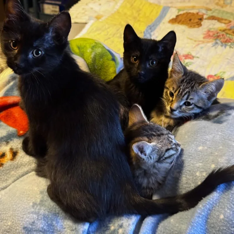 Crowfeather thumbnail 2