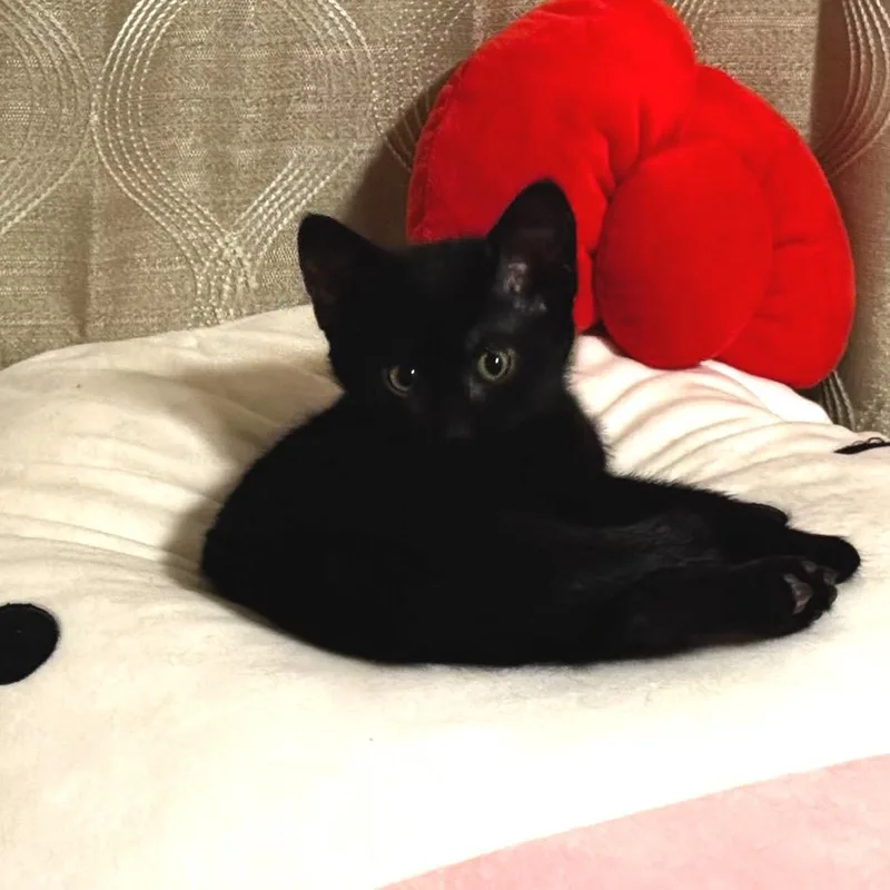 Crowfeather thumbnail 3