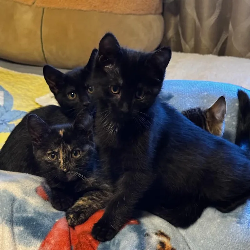 Crowfeather thumbnail 4