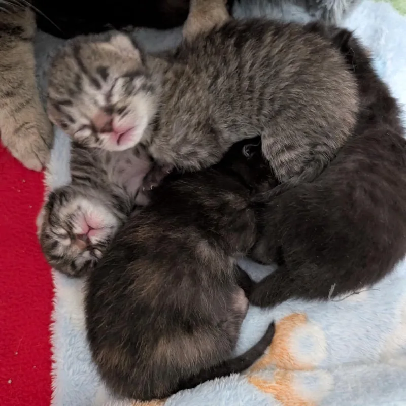 A baby small-sized female Black Domestic Short Hair cat named Crowfeather for adoption in Commerce City, CO