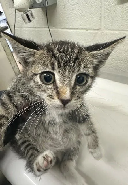A baby small-sized male Domestic Short Hair cat named Elvis for adoption in Chula Vista, CA