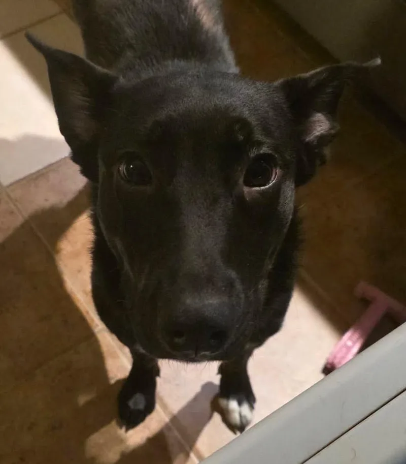 Nova
