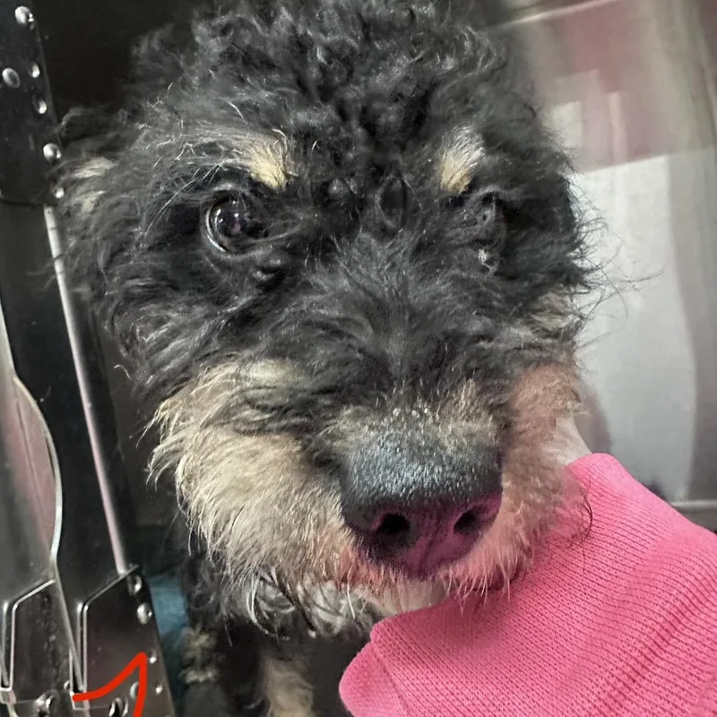 A young small-sized male Black Mixed Breed dog named Rizzo for adoption in Canton, IL
