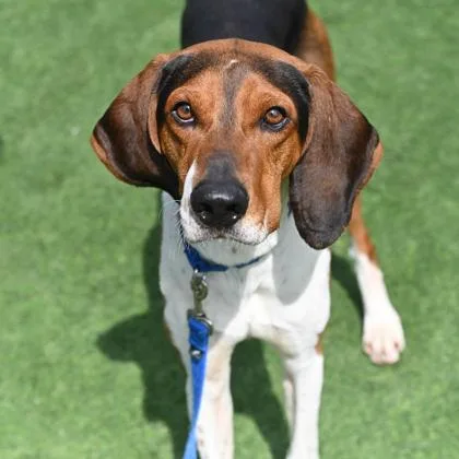 An adult large-sized male Mixed Breed dog named Mason for adoption in Westbrook, ME