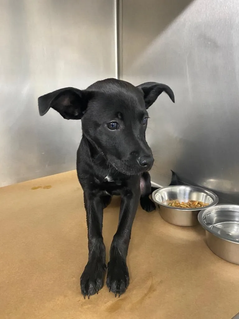 A baby small-sized female Mixed Breed dog named Bethel for adoption in Cartersville , GA