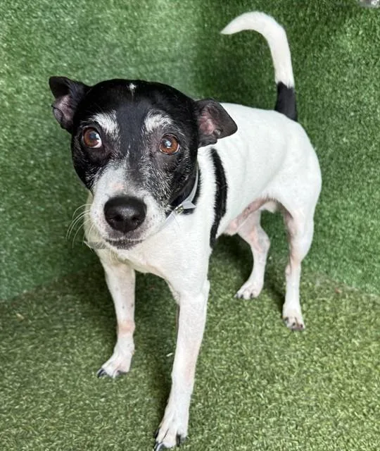 A senior medium-sized male Miniature Pinscher dog named Bandit for adoption in Lancaster, CA