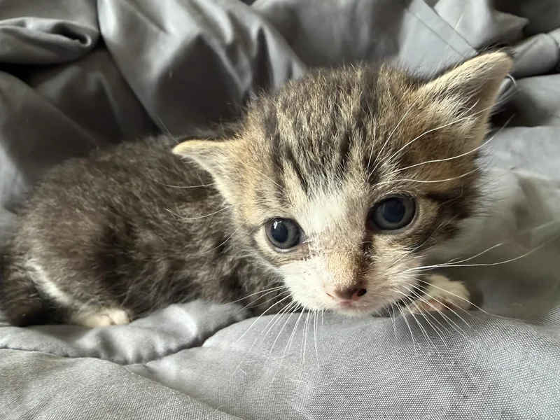 Wolverine thumbnail 2