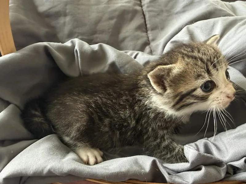 Wolverine thumbnail 3