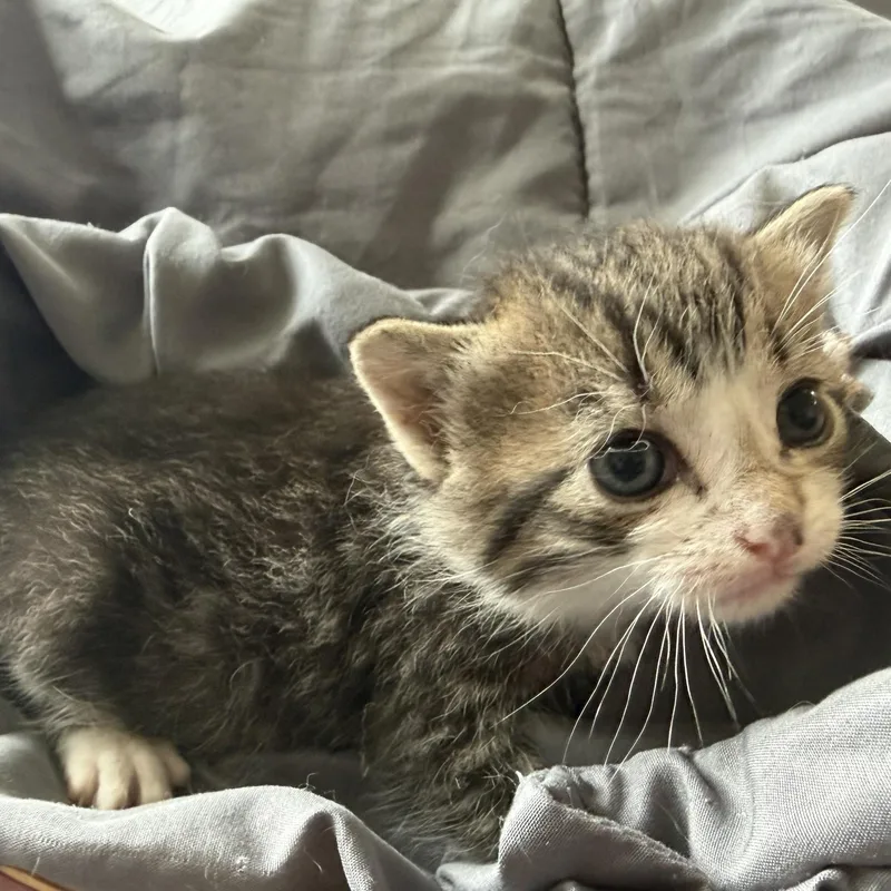 A baby medium-sized male Tabby (Gray / Blue / Silver) Domestic Short Hair cat named Wolverine for adoption in Lake Forest, IL