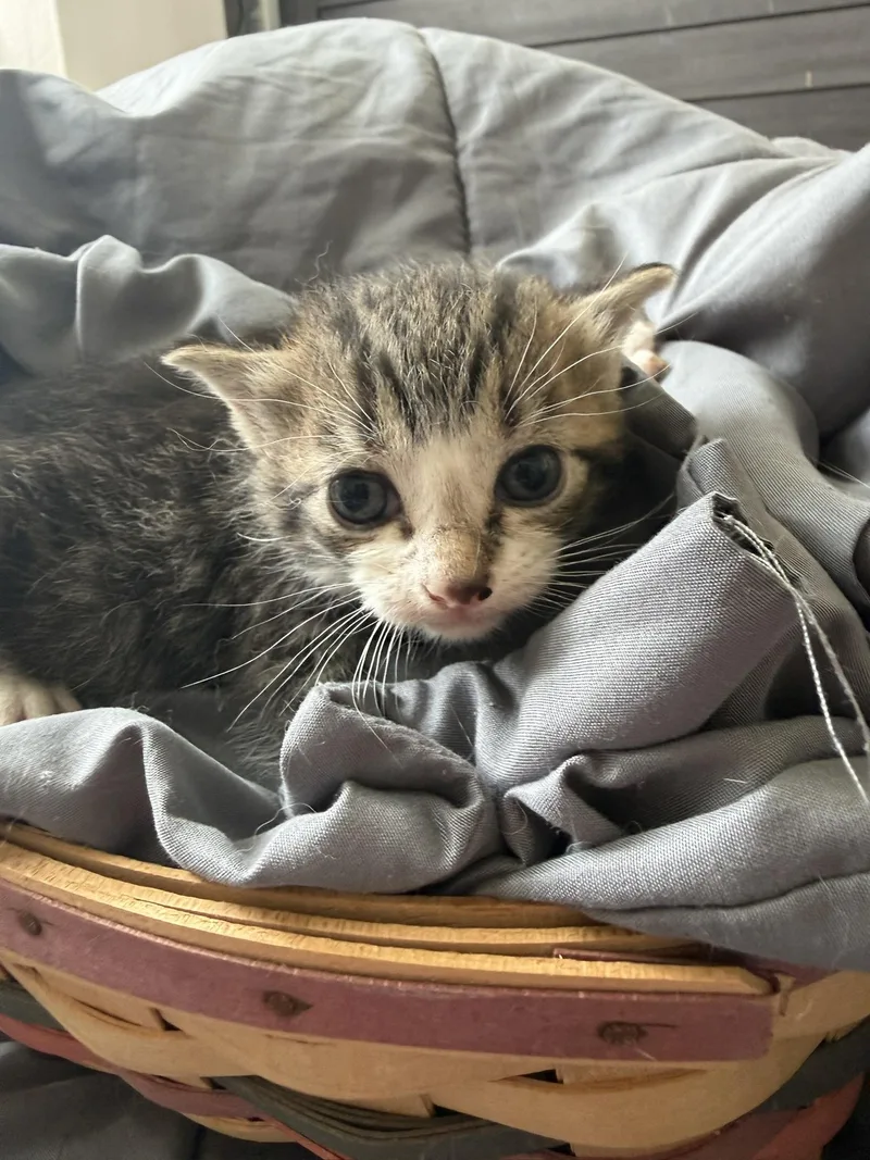 Wolverine thumbnail 4