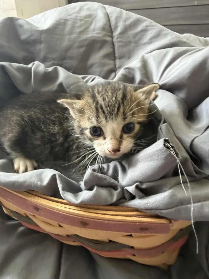 Wolverine thumbnail 5