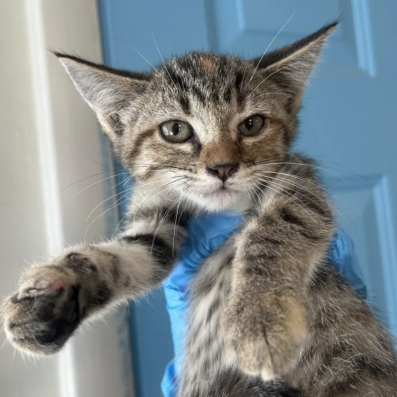 A baby small-sized female Torbie Domestic Short Hair cat named Helvetica "Steel Magnolia" Roswell for adoption in Denver, CO