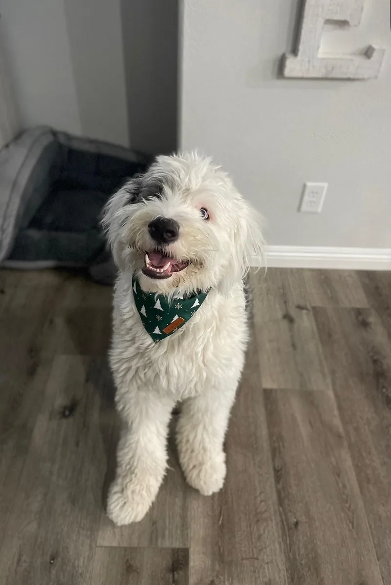 Archie