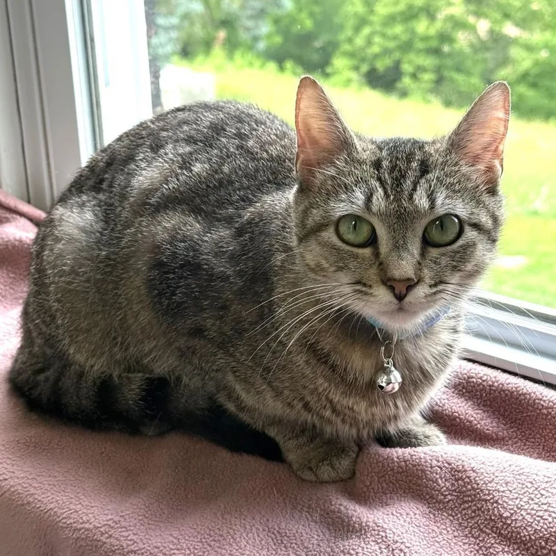 A young medium-sized female Tabby (Brown / Chocolate) Domestic Short Hair cat named Vega for adoption in Greensburg, PA