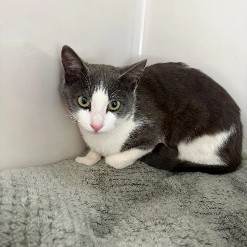A young medium-sized male Gray / Blue / Silver Domestic Short Hair cat named Mercury for adoption in Greensboro, GA