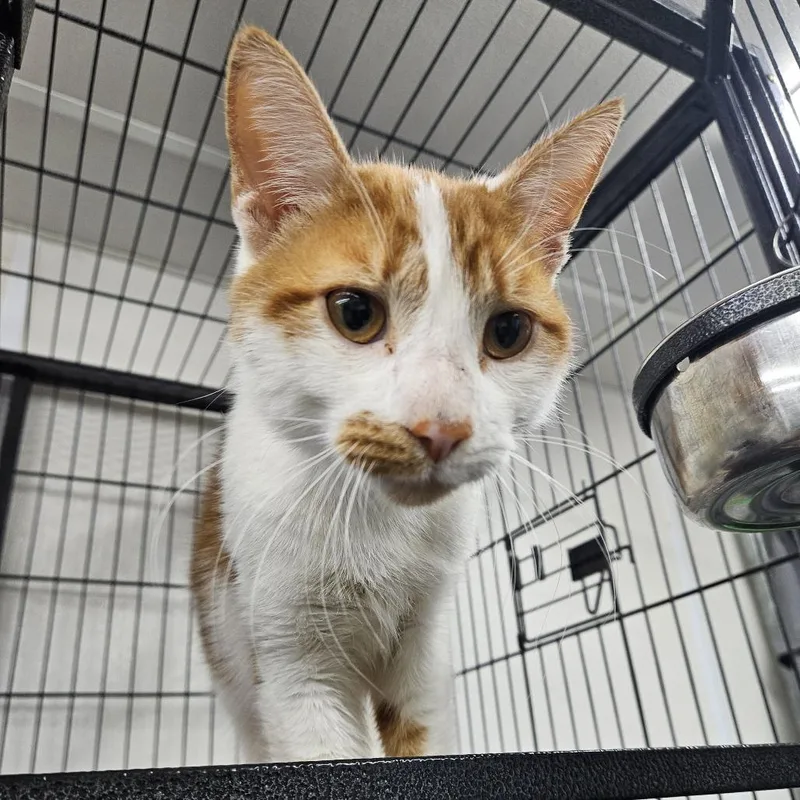 An adult medium-sized male Orange / Red Domestic Short Hair cat named Simba for adoption in Ridgely, MD