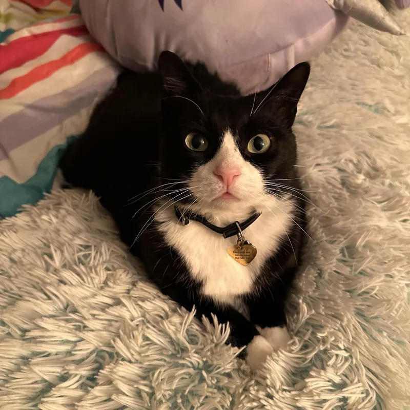 Theresa Cookielove Bug thumbnail 2