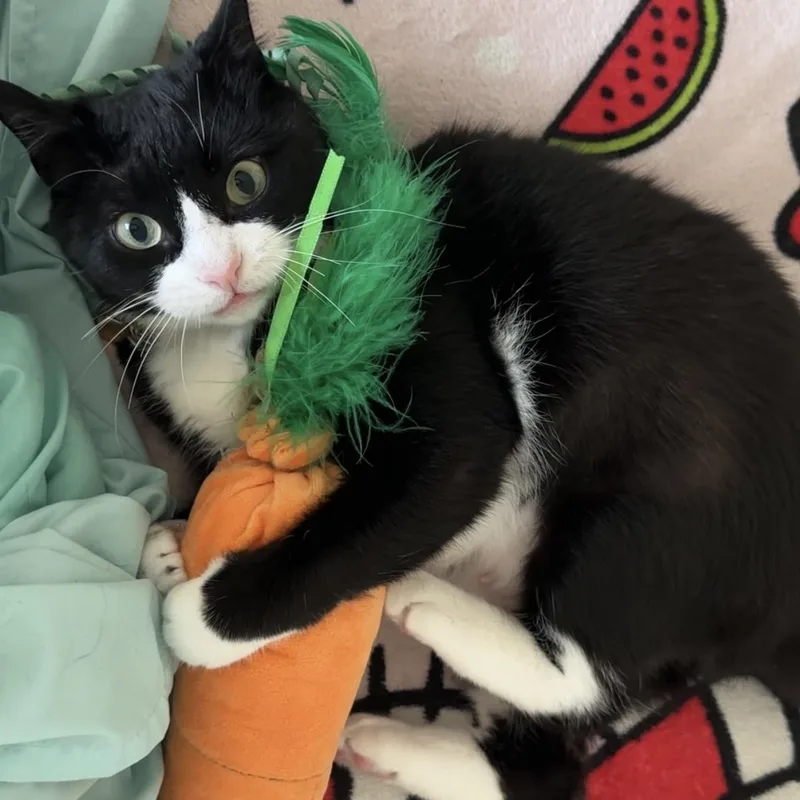 Theresa Cookielove Bug