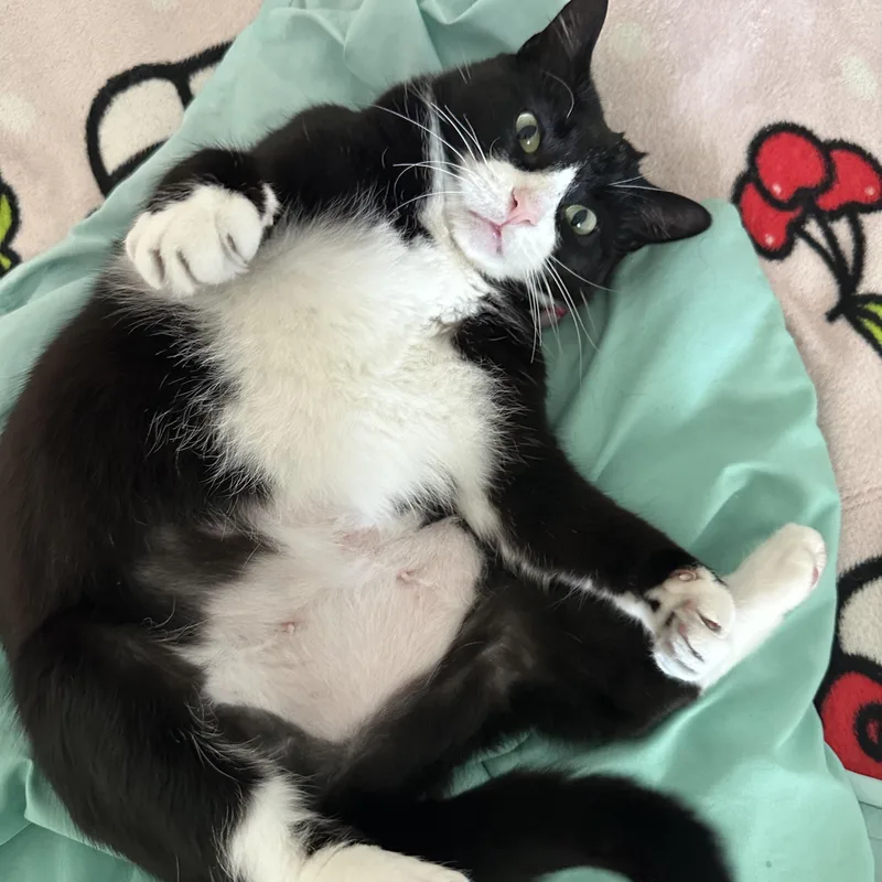 Theresa Cookielove Bug thumbnail 5