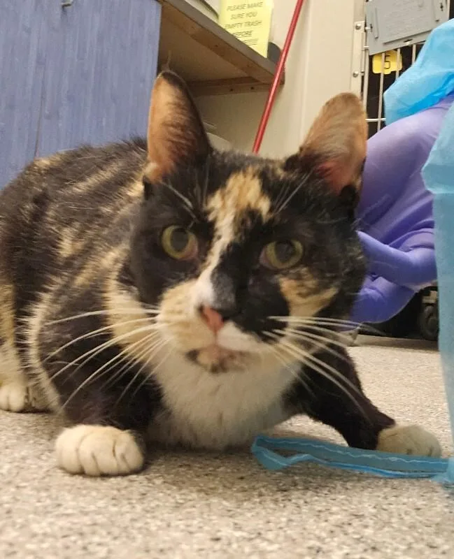 An adult medium-sized female Calico Domestic Short Hair cat named Waffle for adoption in Disputanta, VA