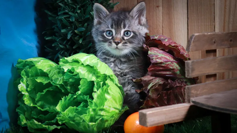 A baby medium-sized male Tabby (Gray / Blue / Silver) Domestic Long Hair cat named Smokey for adoption in Parker, TX