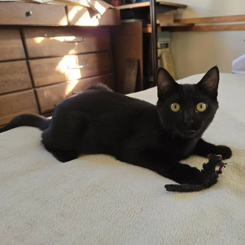 A baby medium-sized female Domestic Short Hair cat named Keira for adoption in Pacific Grove, CA