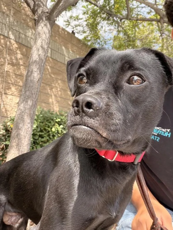 A young medium-sized male Puggle dog named Waffles for adoption in San Diego, CA