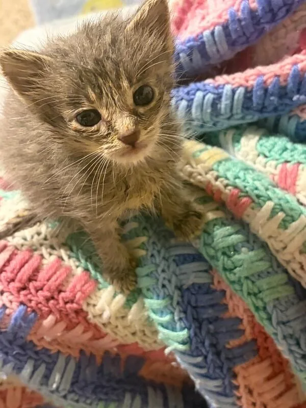 A young medium-sized male Gray / Blue / Silver Domestic Short Hair cat named Rhino for adoption in Grand Rapids, MI