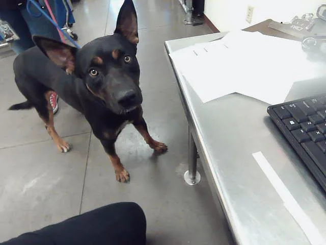 An adult large-sized male German Shepherd Dog dog named Egg for adoption in Phoenix, AZ