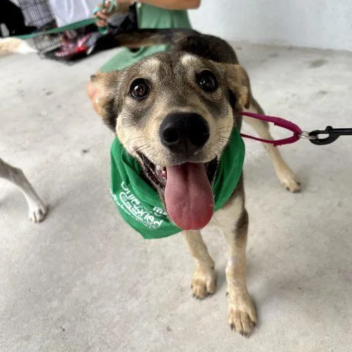 A baby medium-sized female Brown / Chocolate German Shepherd Dog dog named Willow for adoption in Sanford, NC