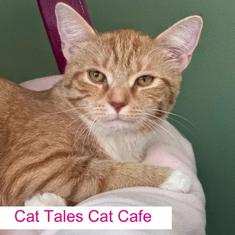 A young medium-sized female Orange / Red Domestic Short Hair cat named Loblolly for adoption in Chapel Hill, NC