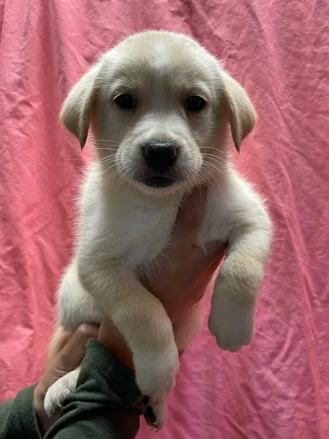 A young small-sized female Pit Bull Terrier dog named Luna for adoption in Riverside, CA