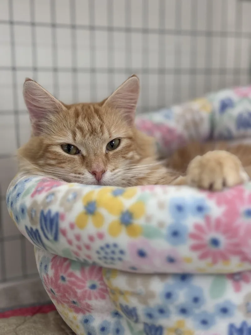 An adult medium-sized female Domestic Long Hair cat named Rook for adoption in Iowa City, IA