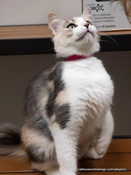 Delilah