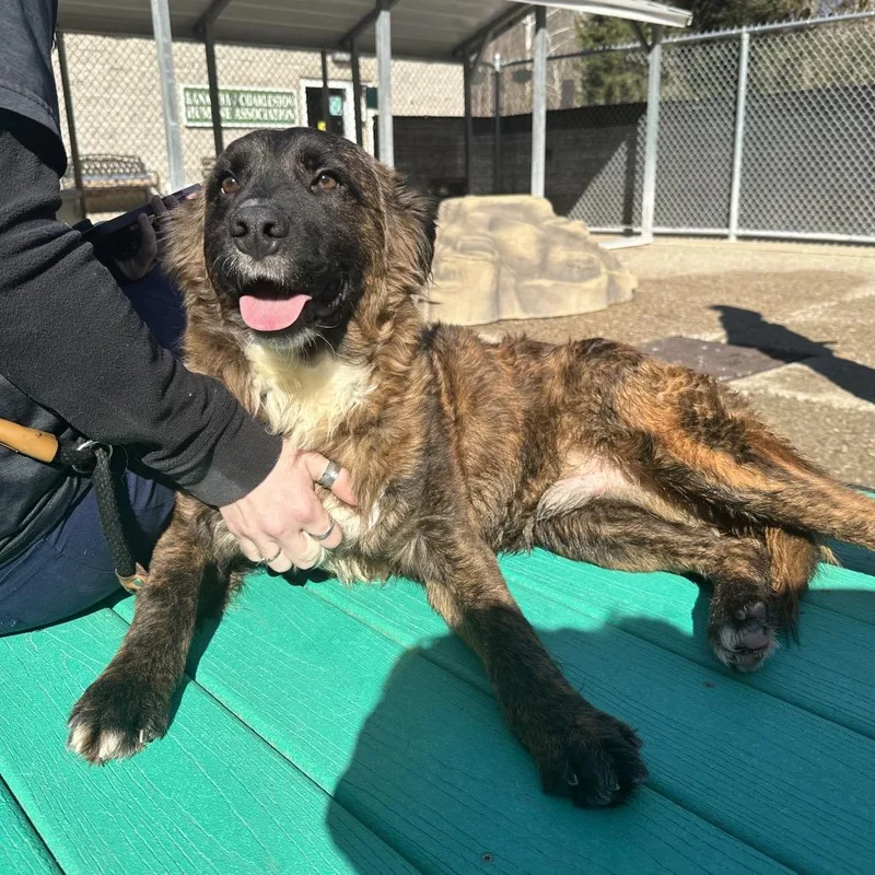 A young medium-sized male Brindle Mixed Breed dog named Bluff for adoption in Charleston, WV