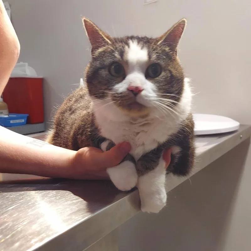 An adult extra large-sized female Brown / Chocolate Domestic Short Hair cat named Macklin @pawz Pet Cafe for adoption in Carmel, IN