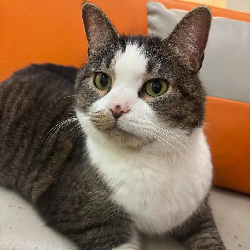 Macklin @pawz Pet Cafe thumbnail 2