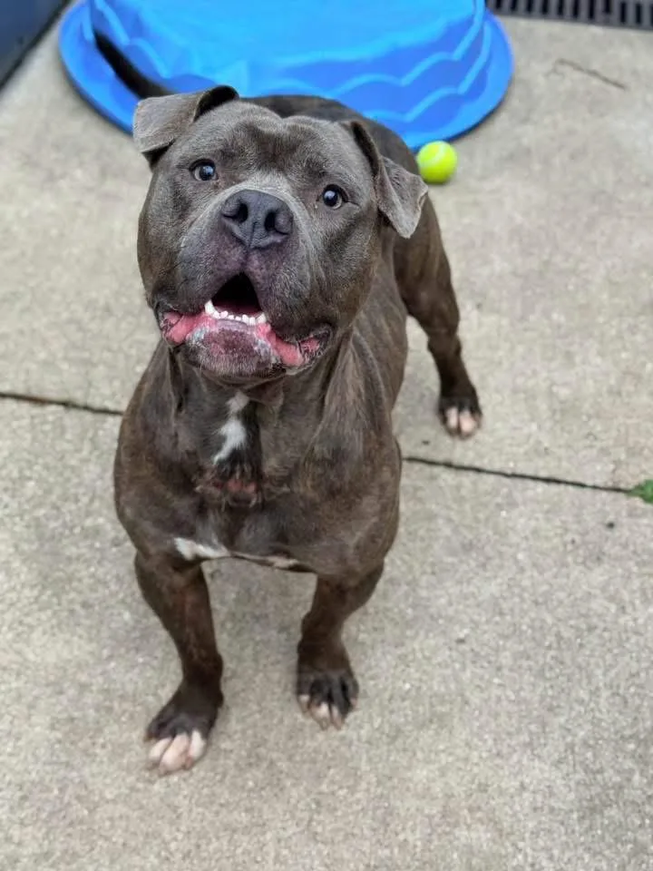 An adult medium-sized male Brindle Pit Bull Terrier dog named Mercutio for adoption in Chicago, IL