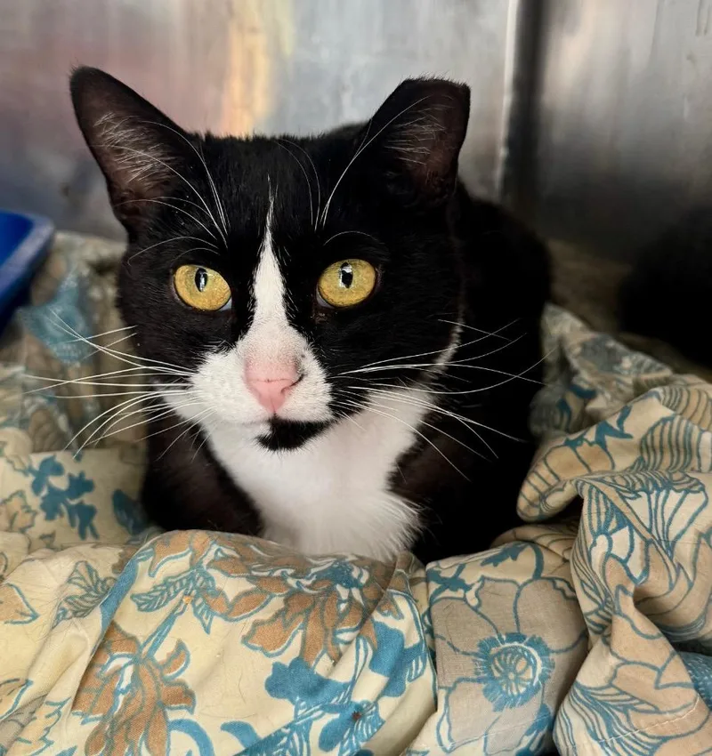 A young medium-sized female Domestic Short Hair cat named Freida for adoption in Windsor, CT
