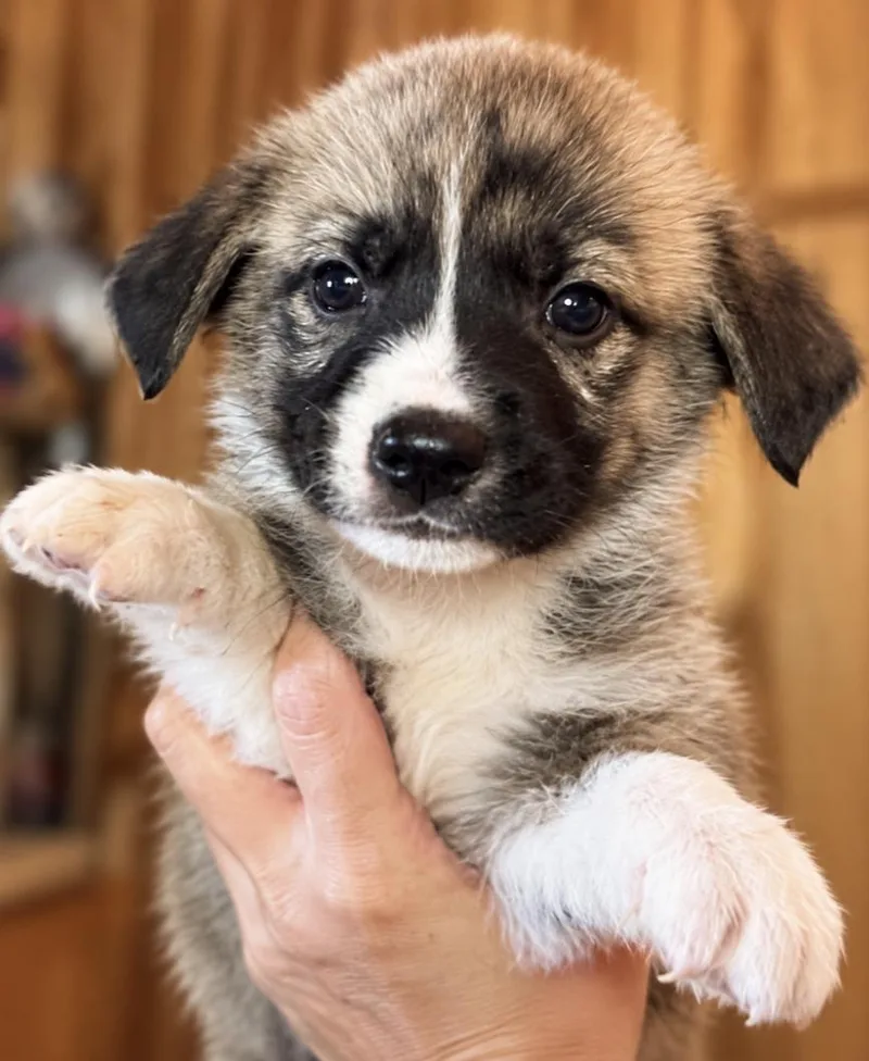 A baby medium-sized female White / Cream Shepherd dog named Swift Sport for adoption in Andover, MA